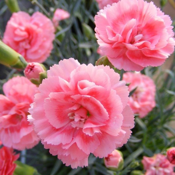 Dianthus 'Romance' Pinks Perennial Garden Plug Plants Pack x6