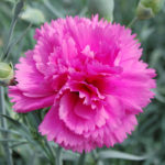 Dianthus 'Lily The Pink' Pinks Perennial Garden Plug Plants Pack x6