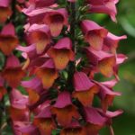 Foxglove Digitalis Foxlight™ Ruby Glow XXL Supersize Plug Plants Pack x3