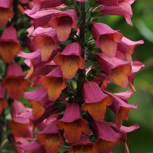 Foxglove Digitalis Foxlight™ Ruby Glow XXL Supersize Plug Plants Pack x3