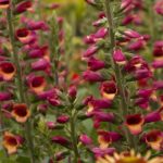 Foxglove Digitalis Foxlight™ Ruby Glow XXL Supersize Plug Plants Pack x3