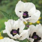 Oriental Poppy / Papaver Checkers/Royal Wedding (LARGE) Plug Plants Pack x6
