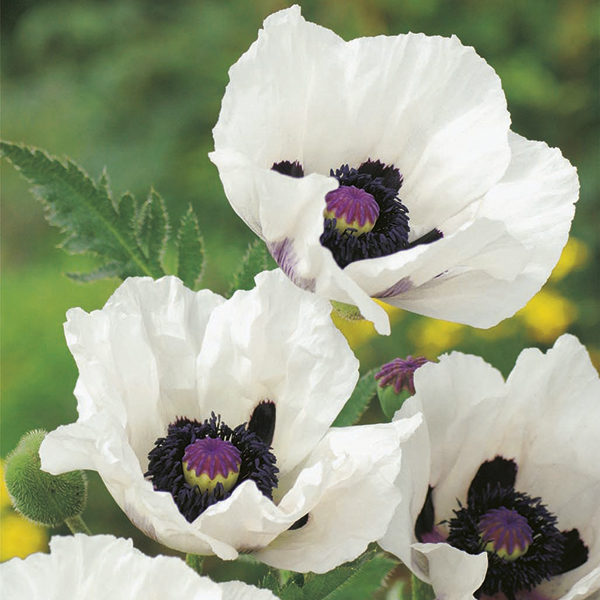 Oriental Poppy / Papaver Checkers/Royal Wedding (LARGE) Plug Plants Pack x6