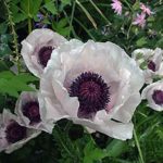 Oriental Poppy / Papaver Checkers/Royal Wedding (LARGE) Plug Plants Pack x6