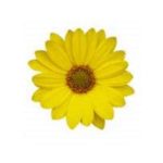 Osteospermum Erato® 'Special Gold' Summer Plug Plants Pack x6