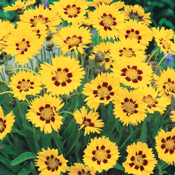 Coreopsis 'Sunfire' Perennial XXL Supersize Plug Plants Pack x3