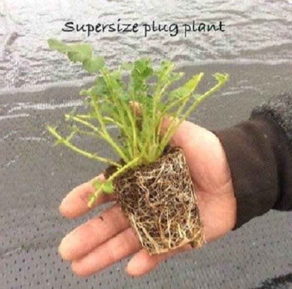 Coreopsis 'Sunfire' Perennial XXL Supersize Plug Plants Pack x3