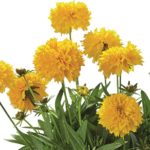 Coreopsis Solena ® Double Gold Perennial XXL Supersize Plug Plants Pack x3