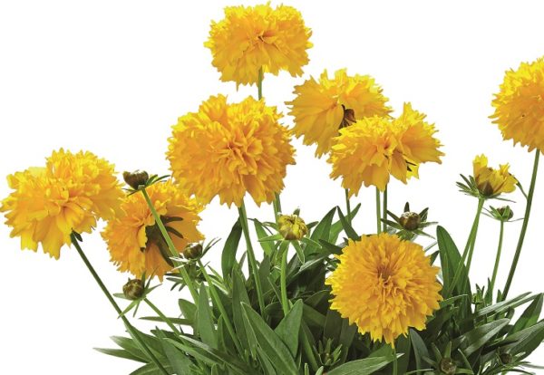 Coreopsis Solena ® Double Gold Perennial XXL Supersize Plug Plants Pack x3