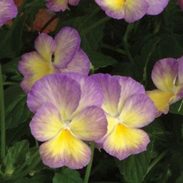 Viola Cornuta Celestial™ Starry Night Perennial Alpine Plug Plants Pack x6