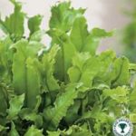 Hardy Fern 'Asplenium Scolopendrium' XXL Supersize Plug Plants Pack x 3