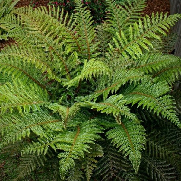 Hardy Fern 'Polystichum Polyblepharum' XXL Supersize Plug Plants Pack x3
