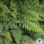 Hardy Fern 'Polystichum Setiferum' XXL Supersize Plug Plants Pack x3