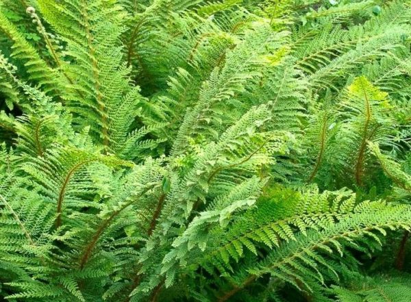 Hardy Fern 'Polystichum Setiferum' XXL Supersize Plug Plants Pack x3