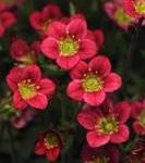 Saxifraga Arendsii 'Rocco Red'' Alpine LARGE Perennial Plug Plants Pack x 6