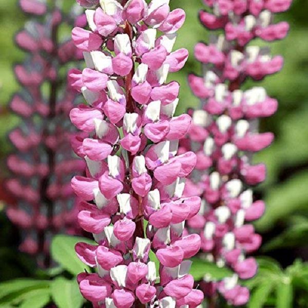 Lupins / Lupinus 'Gallery Pink Bi-Colour' Perennial XXL Supersize Plug Plants Pack x3