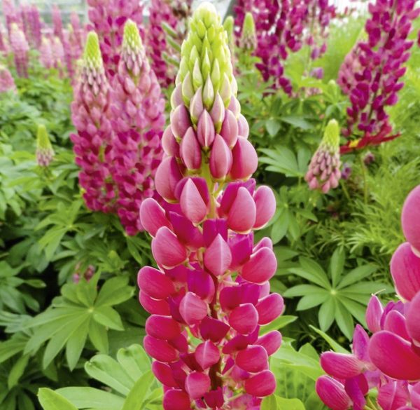 Lupin / Lupinus Lupini 'Mini Gallery™ 'Red' Perennial Supersize XXL Plug Plants Pack x 3