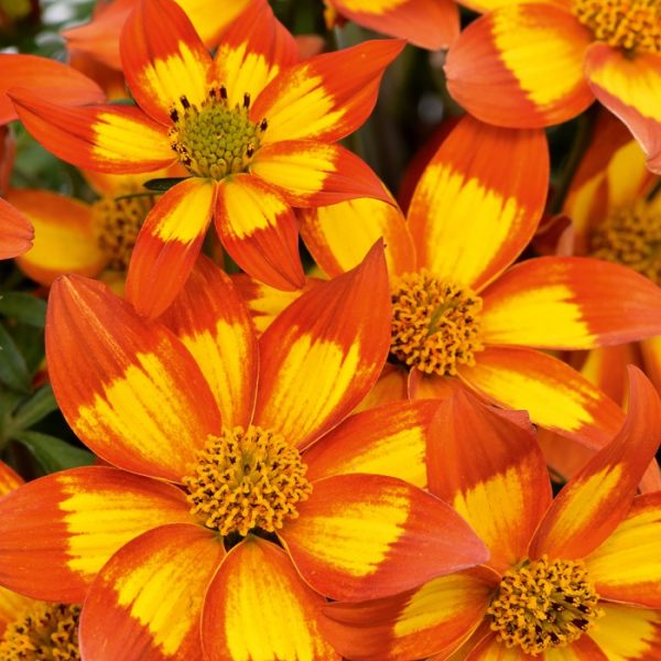 Bidens Hawaiian Flare 'Bi-Colour Star' Plug Plants Pack x6
