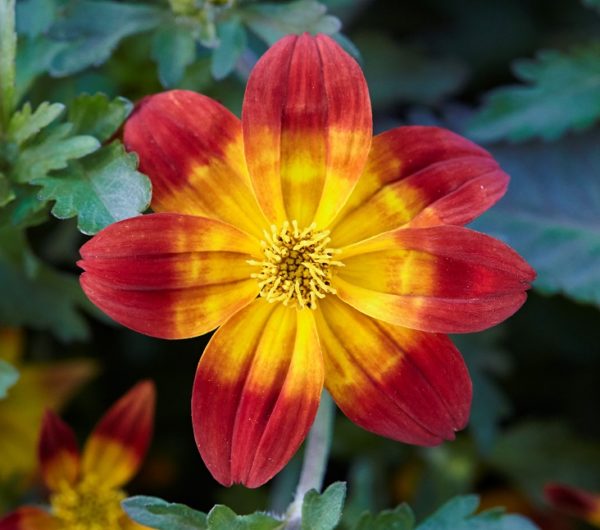 Bidens 'Taka Tuka' Red/Yellow Glow LARGE Plug Plants Summer Blooms Pack x6