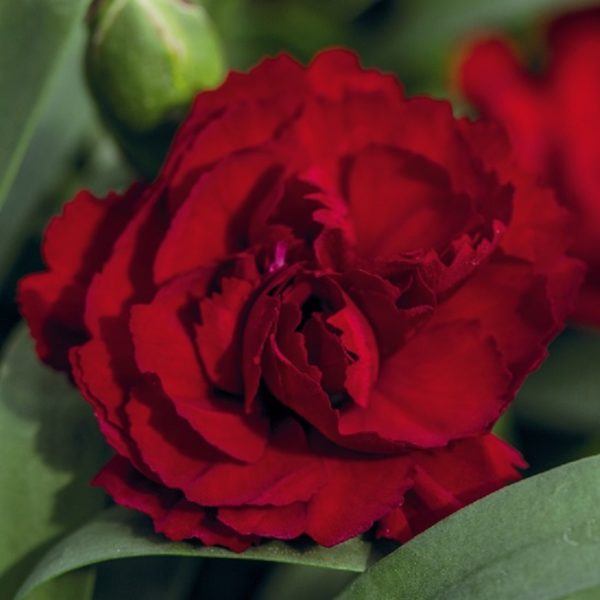 Dianthus Caryophyllus Sweet Pleasure® Dark Red Pack x6 Plug Plants
