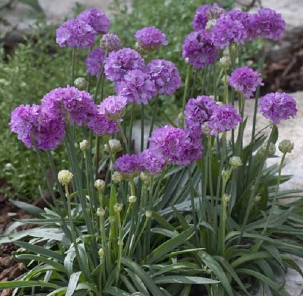 Armeria Pseudarmeria 'Ballerina Lilac' Perennial (LARGE) Plug Plants Pack x6