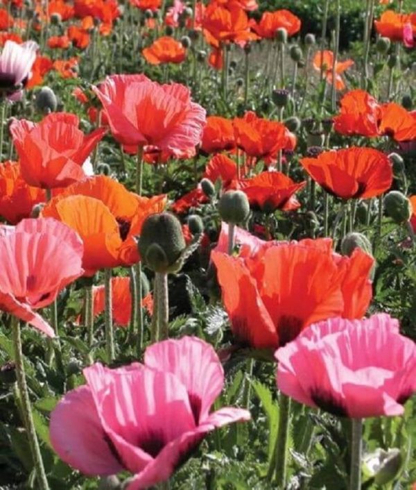 Oriental Poppy / Papaver Pizzicato Mixed Plug Plants Pack x6