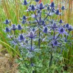 Eryngium x Zabelii Big Blue (Blue Thistle) Bareroot Bulbs/Perennials Pack x1