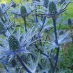Eryngium x Zabelii Big Blue (Blue Thistle) Bareroot Bulbs/Perennials Pack x1
