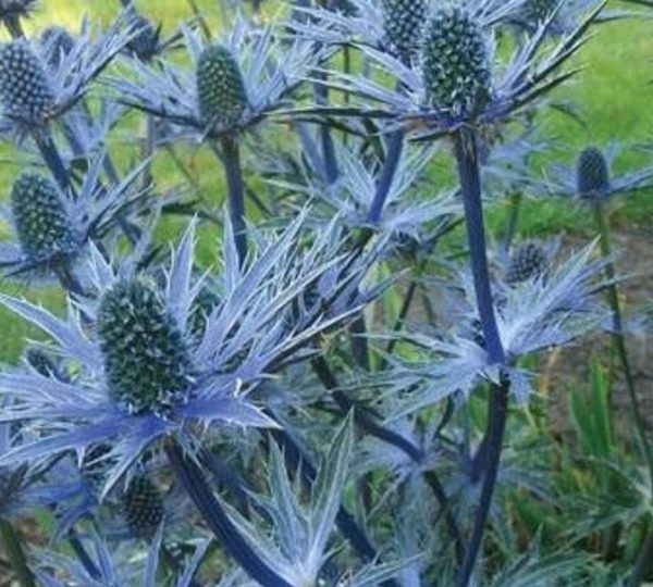 Eryngium x Zabelii Big Blue (Blue Thistle) Bareroot Bulbs/Perennials Pack x1