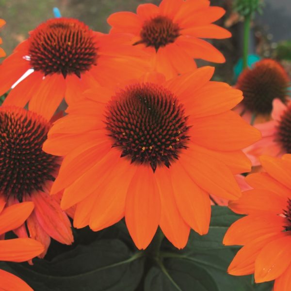 Echinacea (Coneflower) PapalloÂ® Classic Orange LARGE Plug Plants Pack x3