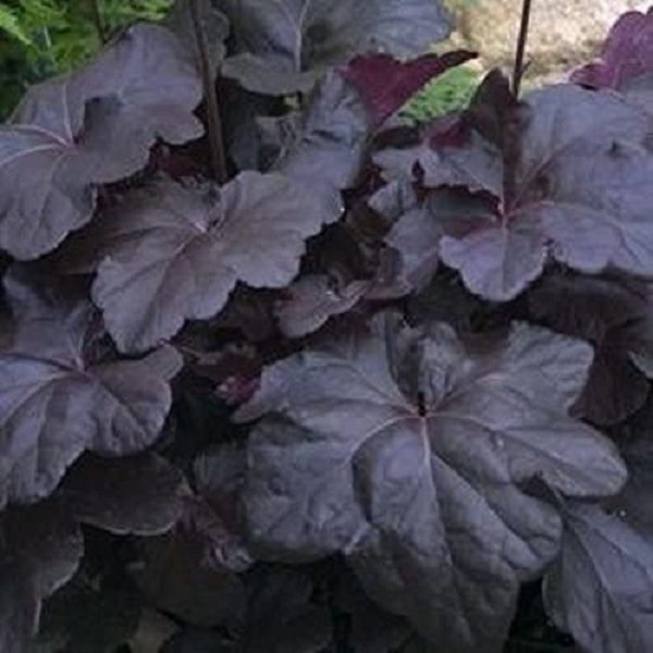 Heuchera x Hybrida 'Obsidian' Perennial XXL Supersize Plug Plants Pack x3