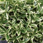 Euonymus Fortunei Alba Evergreen Shrub (Large) Plug Plants Pack x6