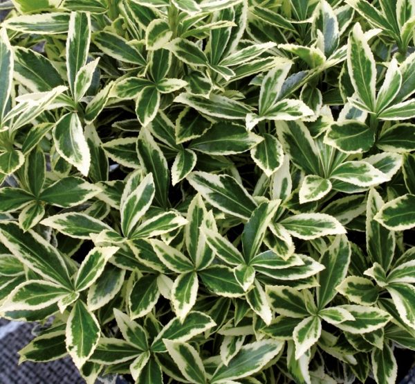 Euonymus Fortunei Alba Evergreen Shrub (Large) Plug Plants Pack x6