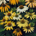 Echinacea (Coneflower) Mellow Yellow Perennial Plug Plants Pack x6