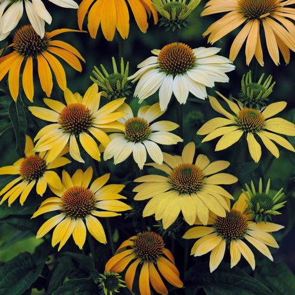 Echinacea (Coneflower) Mellow Yellow Perennial Plug Plants Pack x6
