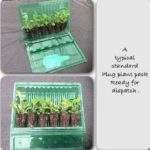 Echinacea (Coneflower) Mellow Yellow Perennial Plug Plants Pack x6