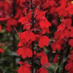 Lobelia Starship™ Scarlet Perennial Plug Plants Pack x6