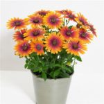 Osteospermum Zion™ Purple Sun Summer Plug Plants Pack x6