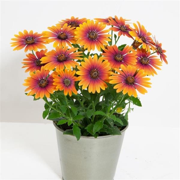 Osteospermum Zion™ Purple Sun Summer Plug Plants Pack x6