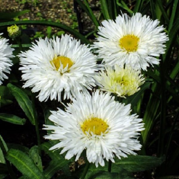 Shasta Leucanthemum x Superbum 'Cloud Cumulus' Perennial LARGE Plug Plants x6