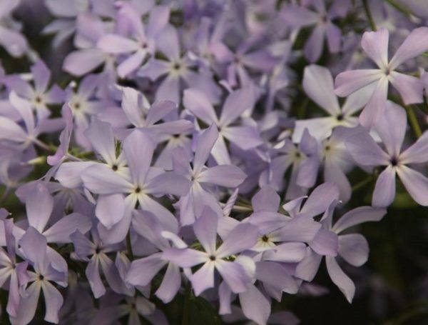 Phlox Divaricata 'Clouds of Perfume' Perennial XXL Supersize Plug Plants Pack x3