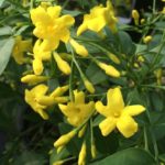 Jasmine Jasminum Humile 'Revolutum' XXL Supersize Plug Plants Pack x3