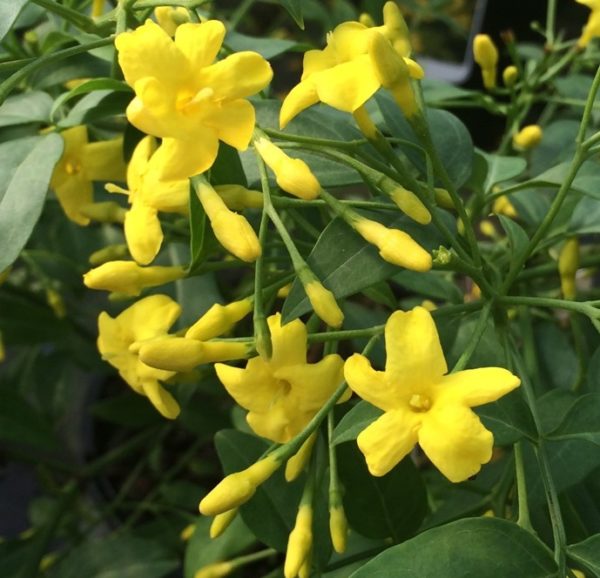 Jasmine Jasminum Humile 'Revolutum' XXL Supersize Plug Plants Pack x3
