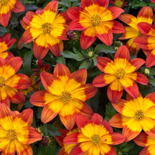 Bidens 'Blazing Fire' Summer Basket/Bedding Plug Plants Pack x6