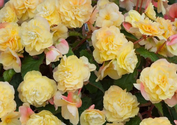 Begonia Sweet Spice Buttercream Trailing Plug Plants Pack x6