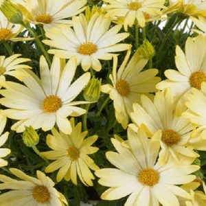 Osteospermum Trailing Erato® 'Basket Lemon-Yellow' Summer Bedding Plug Plants Pack x6