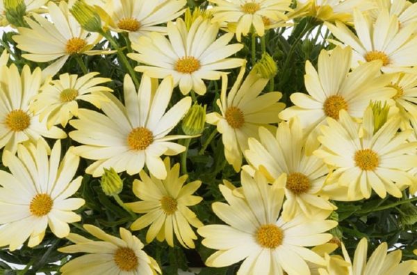 Osteospermum Trailing Erato® 'Basket Lemon-Yellow' Summer Bedding Plug Plants Pack x6