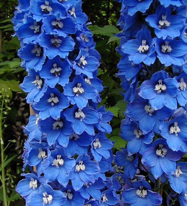 Delphinium 'Guardian Blue’ XXL Perennial Plug Plants Pack x3