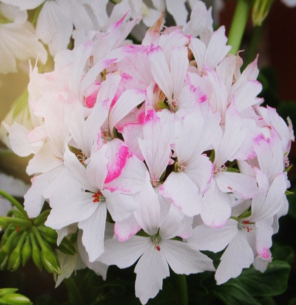 Geranium Zonal Summer Twist White Plug Plants Pack x6