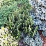 Alpines / Rockery Mixed Perennial LARGE Plug Plants Pack x6
